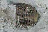 Greenops Trilobite - Arkona, Ontario #164404-4
